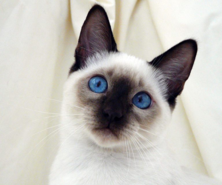 siamese