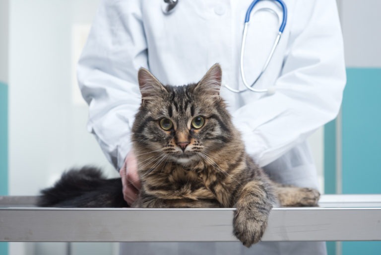 Ipertiroidismo del gatto anziano