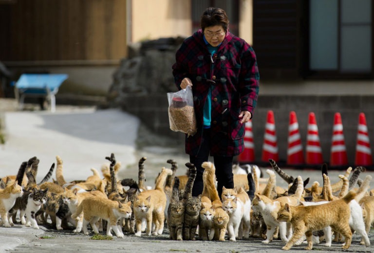 I gatti di Aoshima