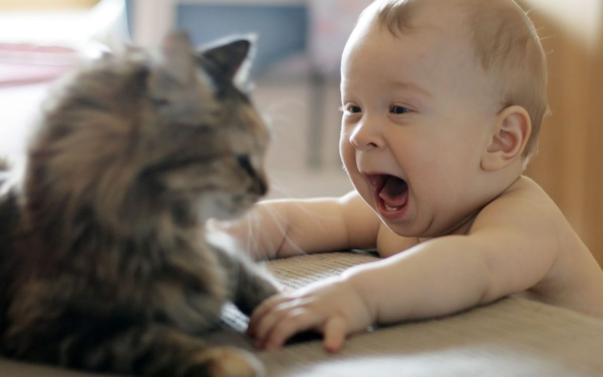 Gatto e bebè