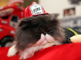 Pompieri di Miami salvano gattino