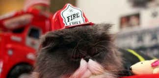 Pompieri di Miami salvano gattino