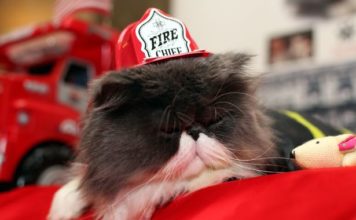 Pompieri di Miami salvano gattino Pompieri di Miami salvano gattino