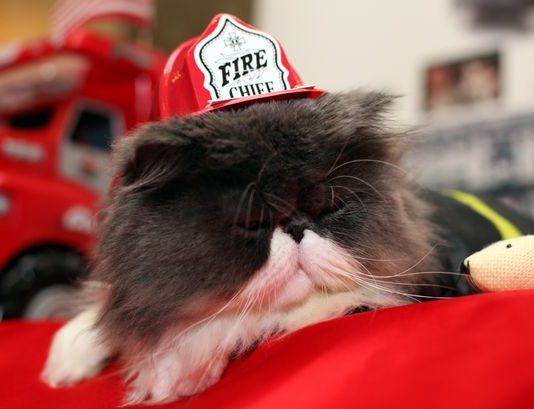 Pompieri di Miami salvano gattino Pompieri di Miami salvano gattino