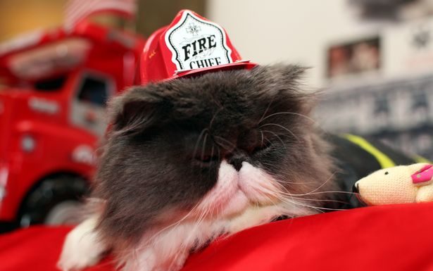 Pompieri di Miami salvano gattino Pompieri di Miami salvano gattino