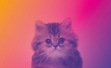 Un gattino per Elisa Elisa On