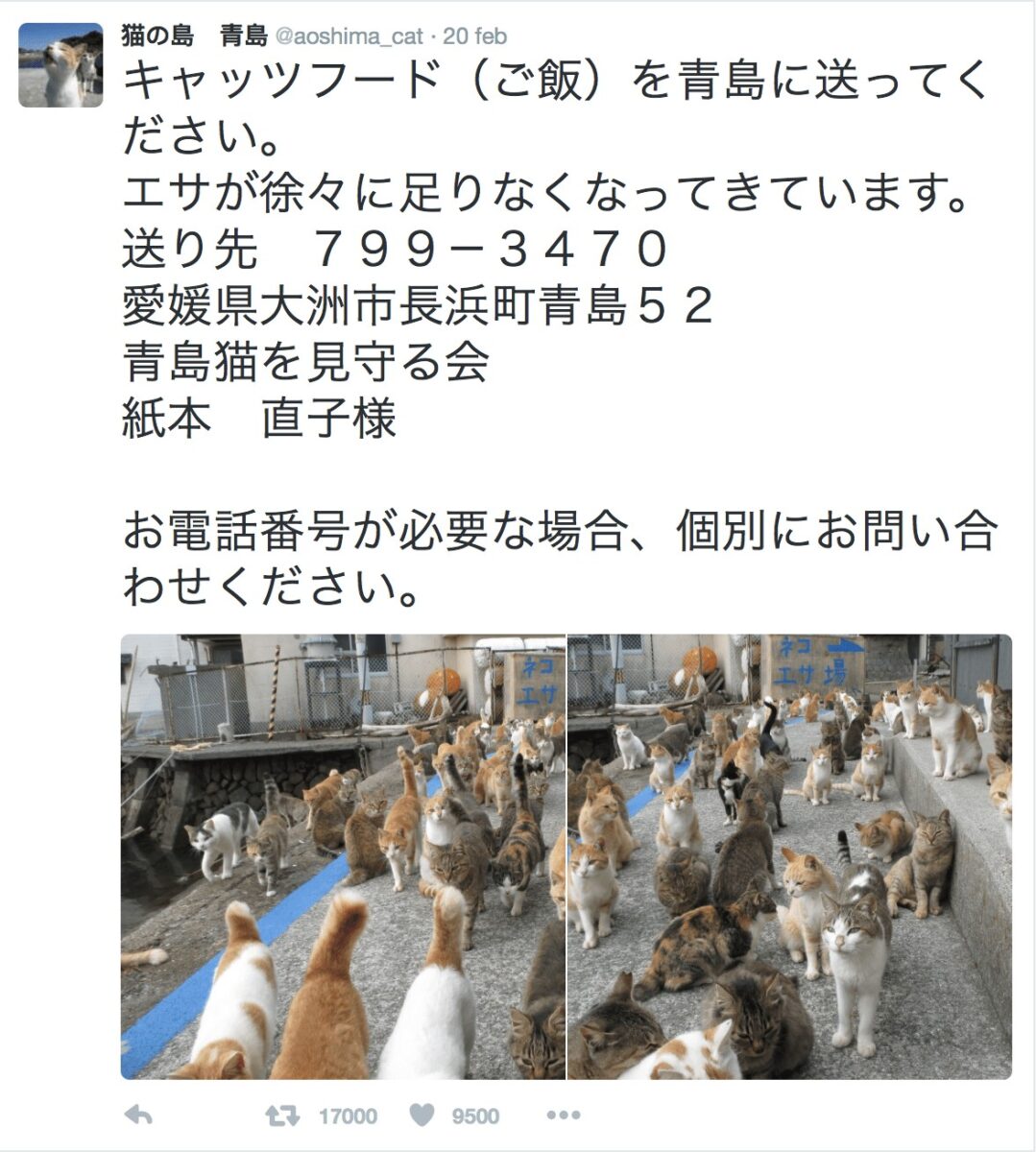 I gatti di Aoshima tritano per chiede delle pappe