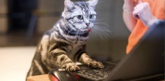 #BrusselsLockdown