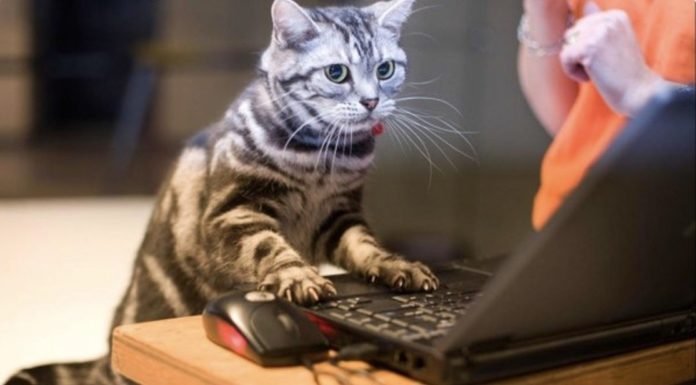 Attentati di Bruxelles: i gatti 2.0 ancora al servizio delle forze dell’ordine #BrusselsLockdown