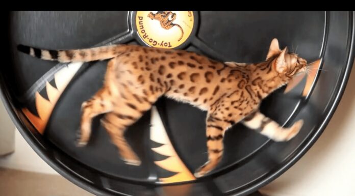 Flash e Pixel sulla ruota