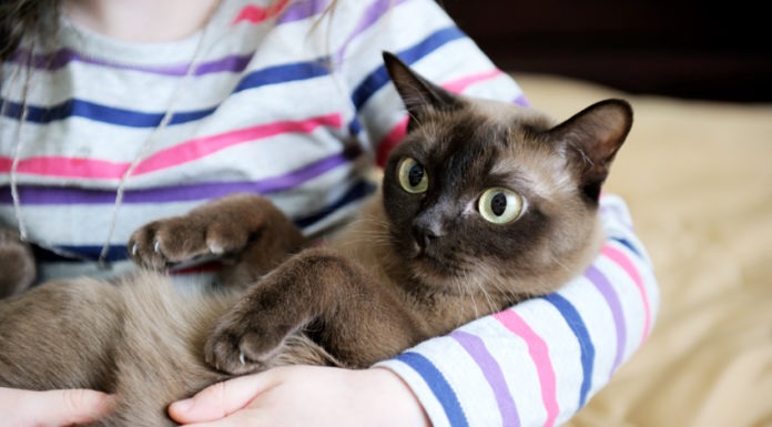 Come si prende in braccio un gatto