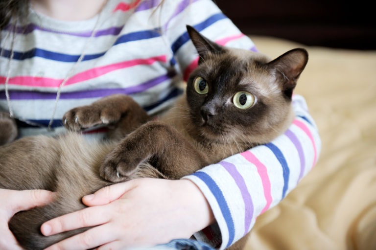 Come si prende in braccio un gatto