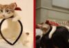 Cerchio per capelli gatto
