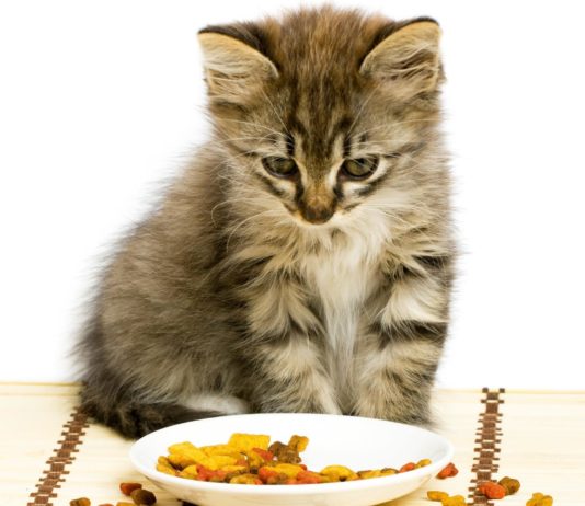 La dieta corretta durante la muta del pelo