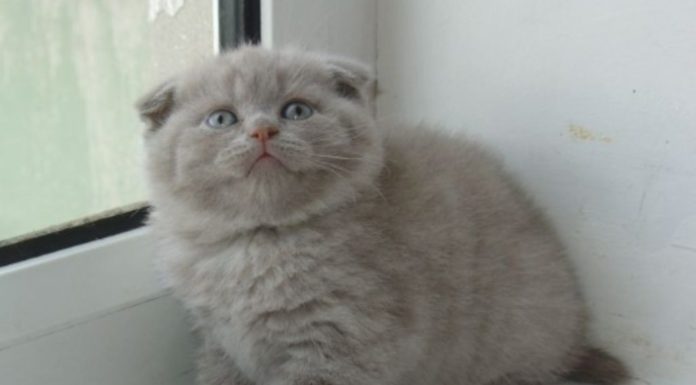 Gatto orecchie basse: cosa indicano gatto orecchie basse