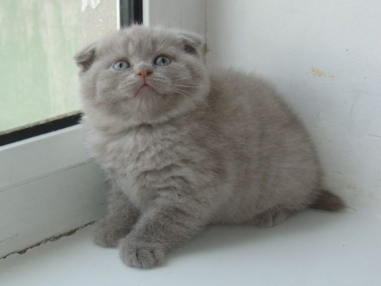 gatto orecchie basse