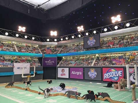 Kitty Super Bowl