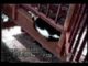 Video divertenti di gatti