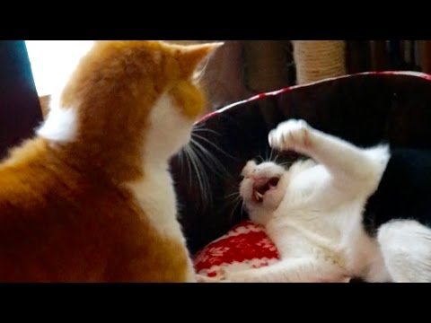 Ami vs Genki