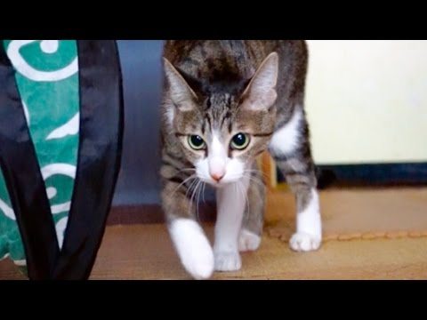 Ninja cat