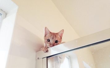 14 gatti inopportuni – gallery Il guardone