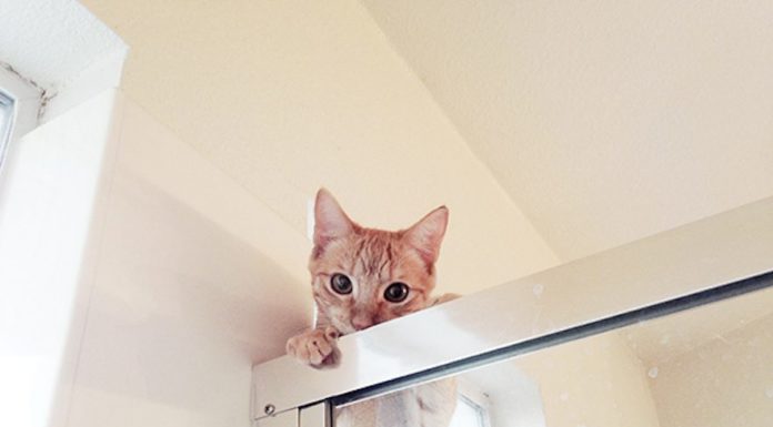 14 gatti inopportuni – gallery Il guardone