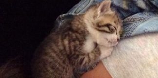 Tiggie