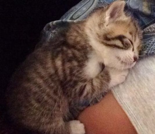 Tiggie
