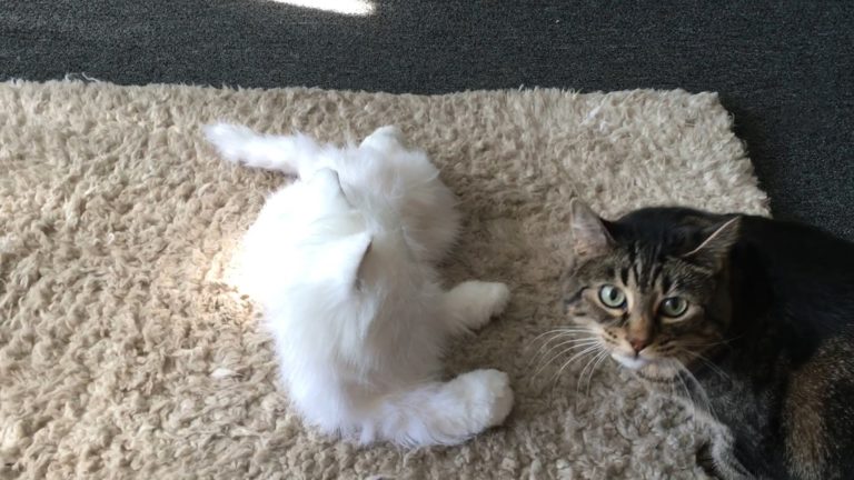 Gatti vs robot