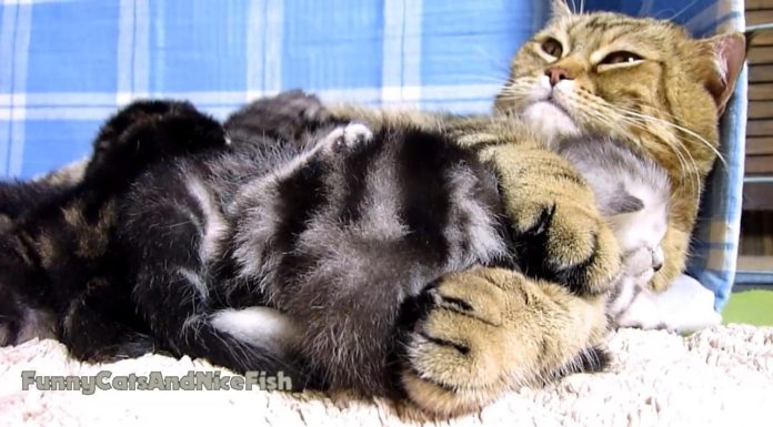 Mamma gatta e la sua piccola Naomi