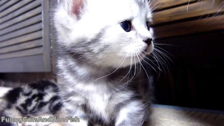 Miagolii piccoli piccoli