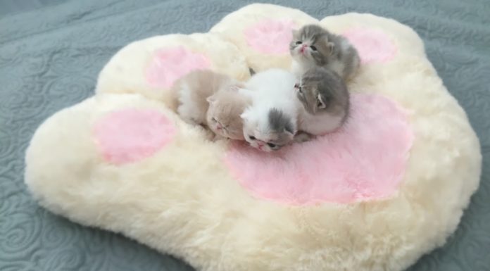 Piccoli di Exotic Shorthair