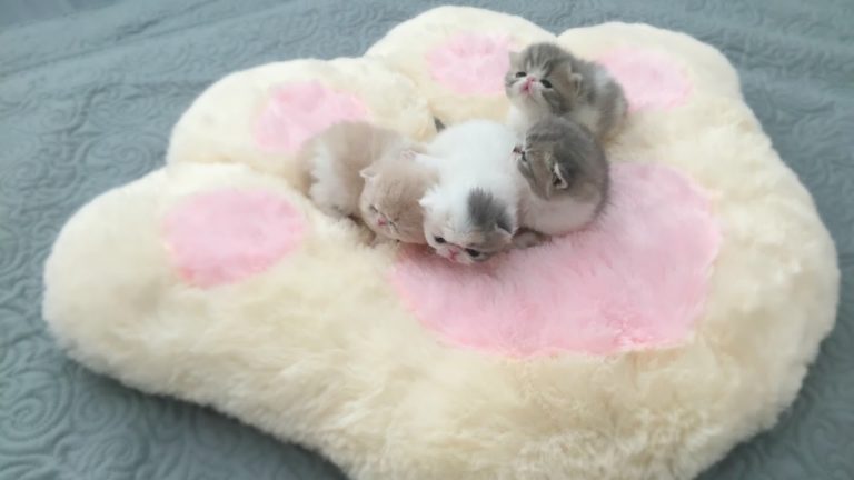 Piccoli di Exotic Shorthair