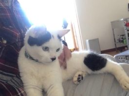 Chibi in fase “coccolosa”