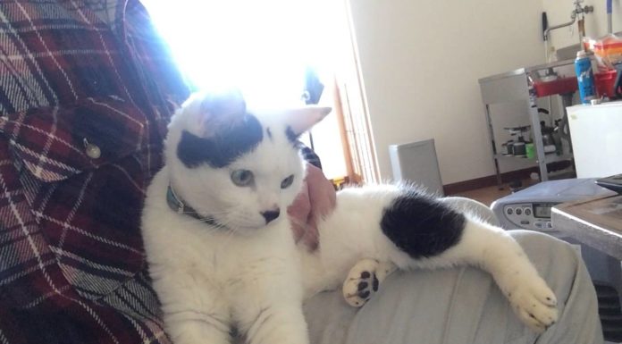 Chibi in fase “coccolosa”