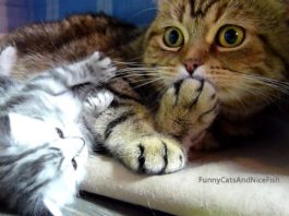 Gatti allegri e divertenti – la compilation