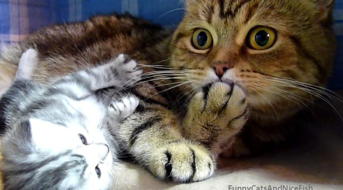 Gatti allegri e divertenti – la compilation