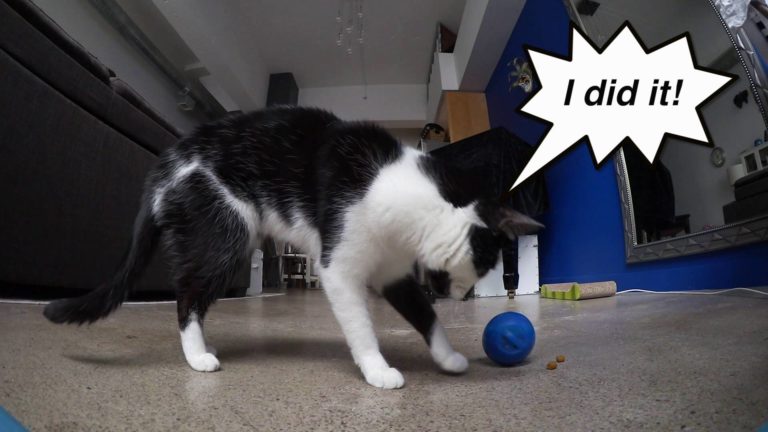 Il modo migliore per nutrire il tuo gatto