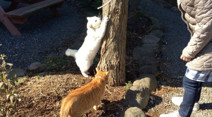 Giochi all’aria aperta