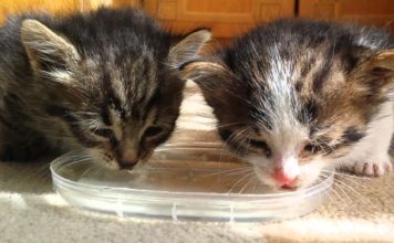 Due gattini bevono per la prima volta