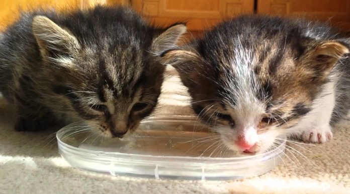 Due gattini bevono per la prima volta