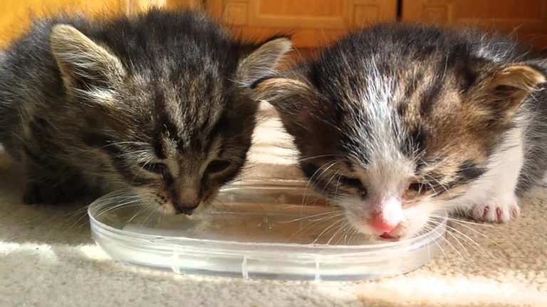 Due gattini bevono per la prima volta