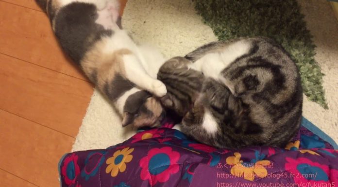 L’ora della toeletta di coppia