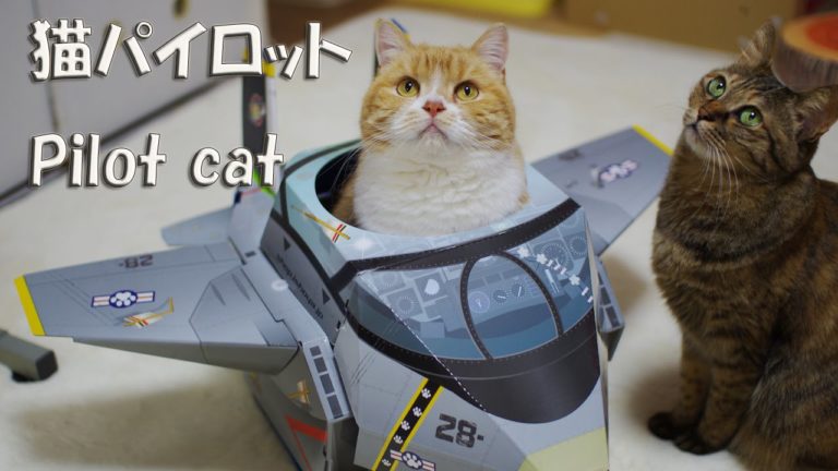 Gatti pilota