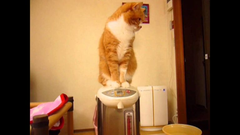 Gatto sul bollitore