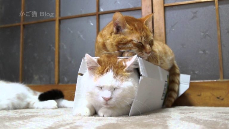 Box and cat