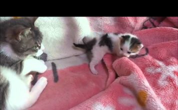 Dialogo tra mamma e figlio