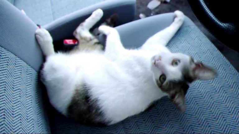 Il finestrino era aperto… e il gatto entra in macchina