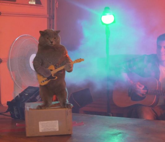 Cat Playing the Guitar