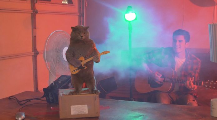 Cat Playing the Guitar